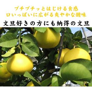 土佐文旦 本場高知産 中玉L・2L サイズ約1...の詳細画像3