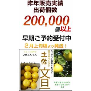土佐文旦 本場高知産 中玉L・2L サイズ約1...の詳細画像4