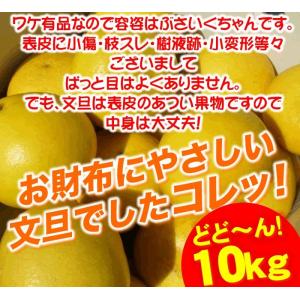 土佐文旦 本場高知産 中玉L・2L サイズ約1...の詳細画像5