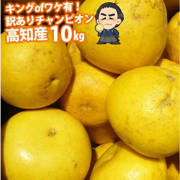 キングof訳あり 訳ありチャンピオン 高知産：土佐文旦加工用ですサイズおまかせ約８〜９kg 高知産ぶ...