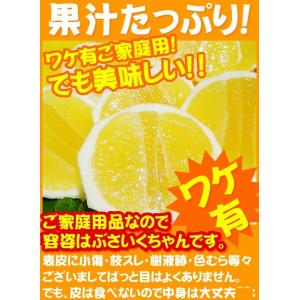 小夏 ご家庭用 高知産 土佐小夏 約5kg 日...の詳細画像3
