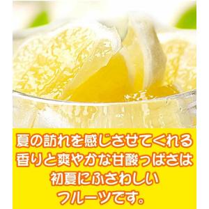 小夏 ご家庭用 高知産 土佐小夏 約5kg 日...の詳細画像4