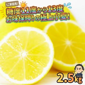 文旦 高知産 最大級 希少な大玉5Lサイズ10kg 沖縄本土と北海道は