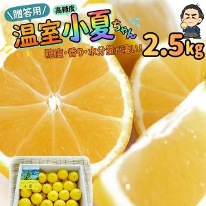 ここまど　高知産　約２０ｋｇ　超大玉　土佐文旦　５Ｌ　北海道沖縄発送不可 文旦 高知産 最大級 希少な大玉5Lサイズ10kg 沖縄本土と北海道は