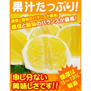 小夏 2.5kgご贈答用 高知産土佐小夏 日向...の詳細画像3