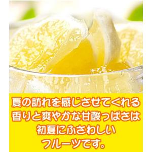 小夏 2.5kgご贈答用 高知産土佐小夏 日向...の詳細画像4