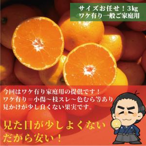 ★高知産 山北みかん3kg現在人気の小粒S〜2...の詳細画像3