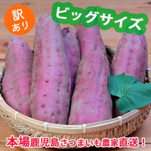 訳あり 鹿児島さつまいも ビッグサイズパック10kg
