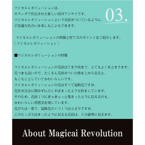 アジサイ あじさい 紫陽花 母の日 2024 ...の詳細画像4