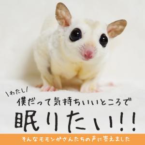 モモンガ 寝袋ポーチ 大サイズ「全2色」洗える...の詳細画像2