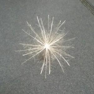 幸せを呼ぶケサランパサラン ケセランパサラン Ysssk 1 Salvation Pro 通販 Yahoo ショッピング