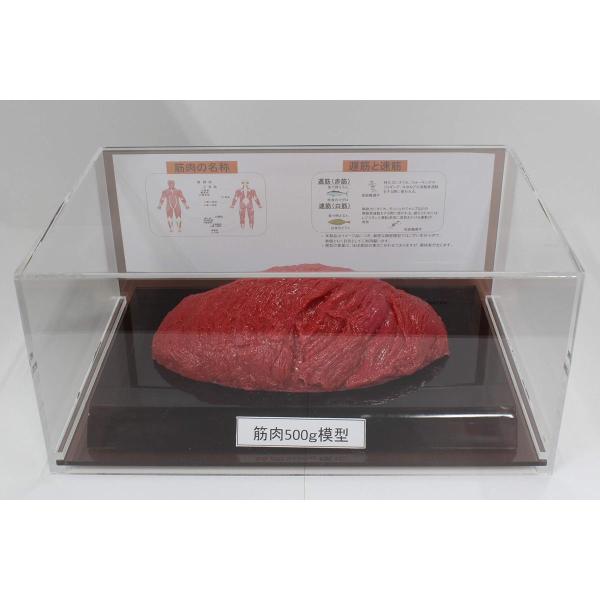 筋肉模型 フィギアケース入 ５００g ダイエット 健康 肥満 トレーニング フードモデル 食品サンプ...