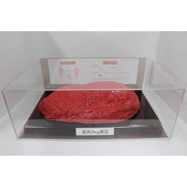 筋肉模型 フィギアケース入 3kg ダイエット 健康 肥満 トレーニング フードモデル 食品サンプル