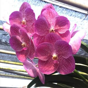 ラン苗 バンダ ヤノブルースポット 開花見込み株 1株 洋蘭 洋ラン : 花