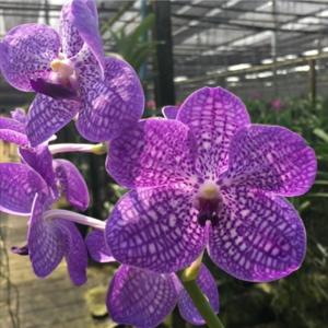 洋ラン 苗 バンダ パクチョン ブルー（V. Pakchang Blue）｜san-orchids-hanajima