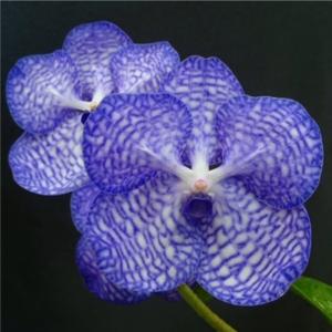 洋ラン 苗 バンダ セルレア‘ブルー’（V. coerulea‘Blue’）｜san-orchids-hanajima