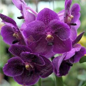 洋ラン 苗 バンダ セルレア'ブルー'（Vanda coerulea 'Blue
