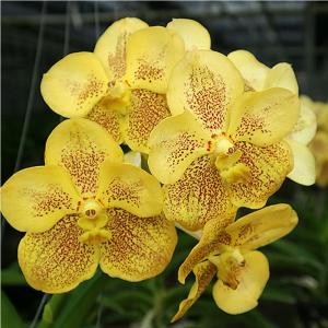 洋ラン 苗 バンダ サクサムラン ゴールド × タイ スポッツ（V. Suksamram Gold × V. Thai Spots）｜san-orchids-hanajima