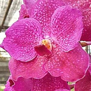 洋蘭　洋ラン　バンダ　花付き　ヤノブルー　2株セット 洋ランの苗『バンダ 「グローリーブルー」 【花咲く苗セット