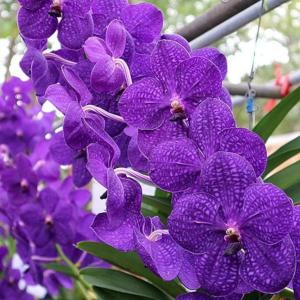 洋ラン 苗 バンダ パチャラ デライトブルー（V. Pachara Delight Blue）｜san-orchids-hanajima