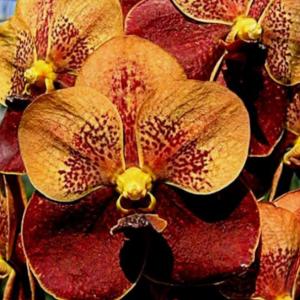 洋ラン 苗 バンダ セルレア'ブルー'（Vanda coerulea 'Blue