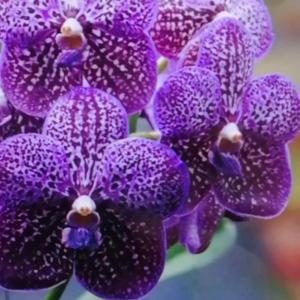 洋蘭　洋ラン　バンダ　花付き　ヤノブルー　2株セット 洋ラン 苗 バンダ ヤノ ブルー'ジャイラック''（Vanda Yano Blue