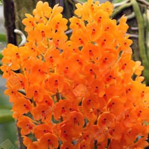 洋ラン 苗 バンダ セルレア'ブルー'（Vanda coerulea 'Blue