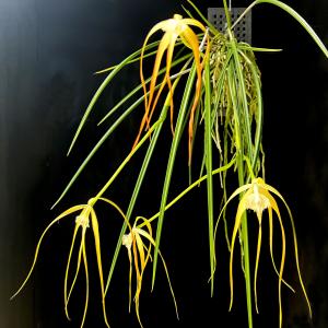 洋ラン 苗 セイデンファデニア ミトラタ ピンク(Seidenfadenia mitrata