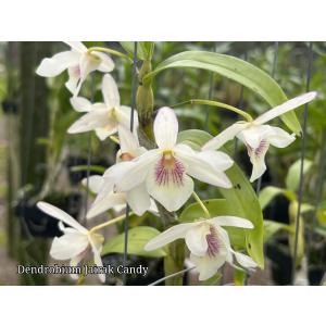 洋ラン 苗 デンドロビューム ハイブリット　ジャイラク　キャンディ（Dendrobium hybrids (Jairak Candy)）