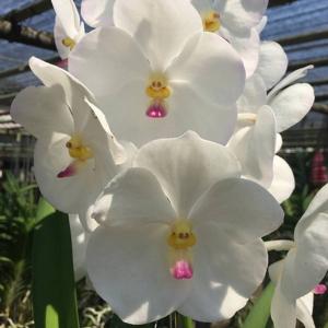 洋ラン 苗 バンダ ノッポーン ホワイト ダイヤモンド(Vanda Nopporn White Diamond)