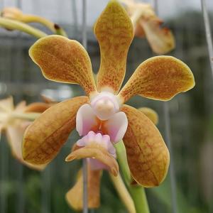 洋ラン 苗 バンダ サクサムラン ゴールド × タイ スポッツ（Vanda
