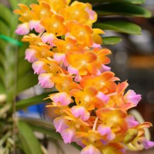 花なし株】 デンドロビューム マローンスター 'カバリエール' Den