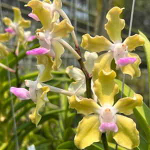 洋ラン 苗 バンダ　テッサラータ　’アルバ　×　セミ’(Vanda tessallata 'Alba x Semi')｜san-orchids-hanajima