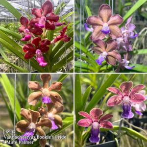 洋ラン 苗 バンダ セルレア'ブルー'（Vanda coerulea 'Blue