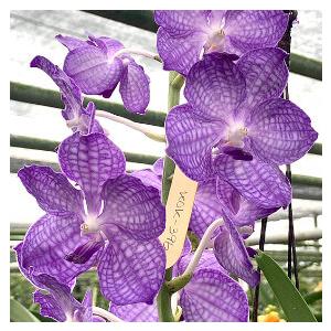 洋ラン 苗 バンダコスティリス　ジャイラク　サファイア(Vandachostylis Jairak Sapphire)｜サンサンオーキッド