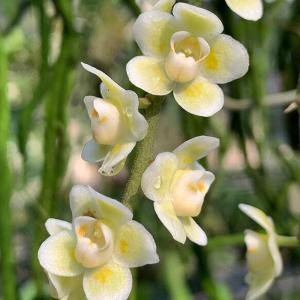 洋ラン 苗 セイデンファデニア ミトラタ ピンク(Seidenfadenia mitrata