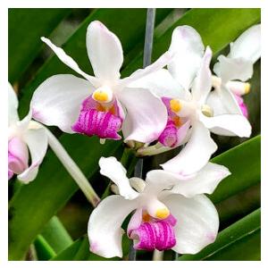 洋ラン 苗 バンダ セルレア'ブルー'（Vanda coerulea 'Blue
