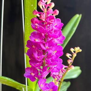 洋ラン 苗 リンコバンダ ライラック ブロッサム 'ブルー サファイア'(Rhynchovanda Lilac Blossom 'Blue Sapphire')｜san-orchids-hanajima