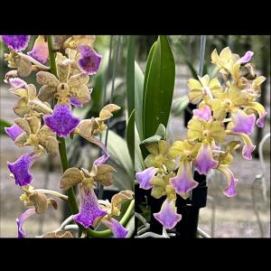 洋ラン 苗 バンダコススティリス タイ ノイ 'ジャイラック'(Vandachostylis Thai Noi 'Jairak')｜san-orchids-hanajima