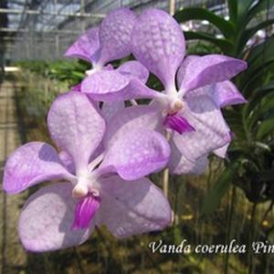 洋ラン 苗 バンダ セルレア‘ピンク サンティ’（V. coerulea‘Pink Sunti’）｜san-orchids-hanajima