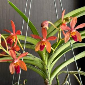 洋ラン 苗 バンダ サクサムラン ゴールド × タイ スポッツ（Vanda