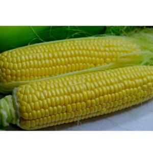 長野県産 とうもろこし スイートコーン 10〜12本入り 農家直送クール便（5営業日以内出荷）