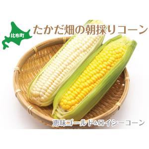 【予約販売】北海道　比布町産　たかだ畑　朝採りとうもろこし とうきび　恵味ゴールド（黄）　ロイシーコ...
