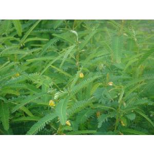 カワラケツメイの野草茶 三瓶高原茶 130g【...の詳細画像3