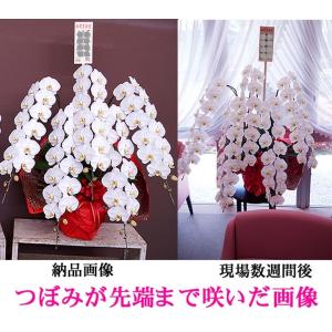 プレミアム5本立胡蝶蘭 コチョウランの詳細画像2