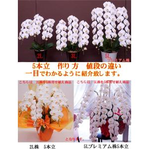 プレミアム5本立胡蝶蘭 コチョウランの詳細画像4