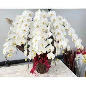 胡蝶蘭7本立ち！2L 長持ちします ラッピング豪華 陶器鉢 花の大きさ・花並び・花肉厚・株良し 職人が育てた高級胡蝶蘭！！法人様に大好評！！
