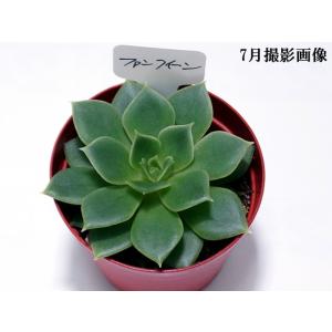 多肉植物 不死鳥錦 : 花とグリーンギフト三本松フラワー - 通販