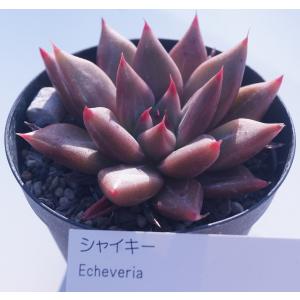 多肉植物 ドイツシャンペーン エケベリア : 花とグリーンギフト三本松