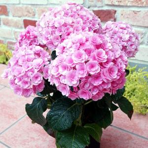 母の日 アジサイ鉢 筑紫ルビー 鉢植え プレゼン...の商品画像